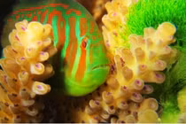 Rong tảo trong nước sẽ giết cá? 