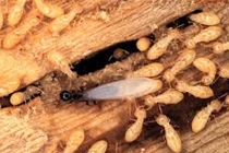 Vì sao mối thích ăn gỗ?