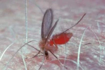 Muỗi truyền bệnh giun chỉ