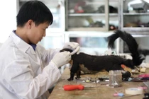 Hành trình bí ẩn sau hiện vật quý hiếm triệu năm tuổi