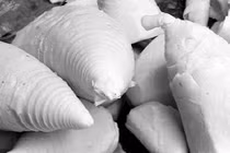 Người từng mắc sỏi thận không nên ăn nhiều măng tươi