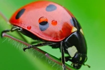 Phòng trừ côn trùng gây hại bằng kẻ thù tự nhiên