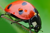 Phòng trừ côn trùng gây hại bằng kẻ thù tự nhiên