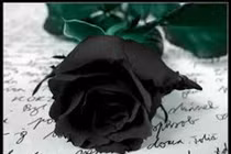 Độc đáo hoa hồng đen