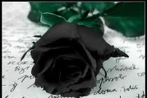 Độc đáo hoa hồng đen