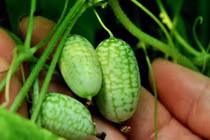 “Tự ý trồng rau củ tí hon là phạm luật“!