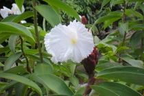 Mía dò chữa viêm tiết niệu