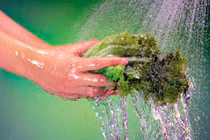 Nhận diện các loại ký sinh trùng bám trên rau