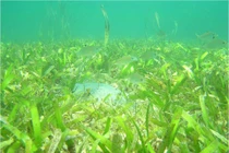 Cỏ biển sống ở đâu?