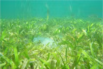 Cỏ biển sống ở đâu?