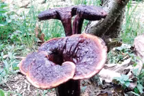 Nấm lim xanh không chữa tiểu đường