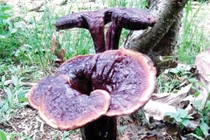 Nấm lim xanh không chữa tiểu đường