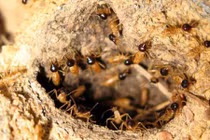 Có cả hoàng cung trong tổ mối 