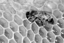 Vì sao sáp ong được sử dụng trong sản phẩm làm đẹp?