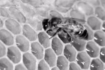 Vì sao sáp ong được sử dụng trong sản phẩm làm đẹp?