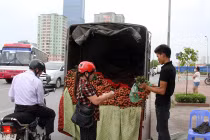 Xót xa vải rẻ như rau