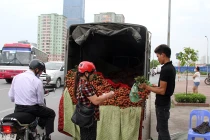 Xót xa vải rẻ như rau