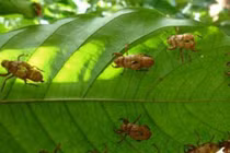 Côn trùng mang bệnh cho thực vật thế nào?