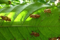 Côn trùng mang bệnh cho thực vật thế nào?