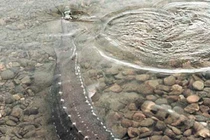 Vì sao cá tầm sau 14 - 20 năm mới đẻ trứng?