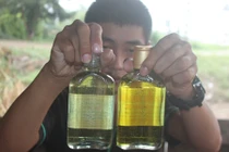 Vào “kinh đô” dầu tràm Trung Bộ xem cách hốt bạc