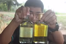 Vào “kinh đô” dầu tràm Trung Bộ xem cách hốt bạc