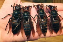 Những điều chưa biết về ong châu Á