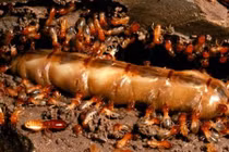 Vua mối chết, tổ mối có bị tiêu diệt?