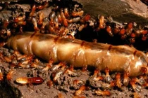 Vua mối chết, tổ mối có bị tiêu diệt?