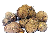 Chữa kiết lỵ bằng khoai sọ