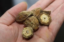 Bài thuốc Đông y chữa viêm họng