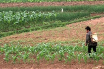 Thuốc bảo vệ thực vật đang bị oan