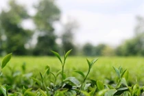 Dầu thơm của chè chỉ hình thành trên núi cao