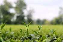 Dầu thơm của chè chỉ hình thành trên núi cao