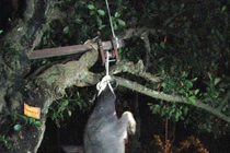 Treo cổ trâu chết hẳn... mổ lấy thịt