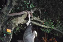 Treo cổ trâu chết hẳn... mổ lấy thịt