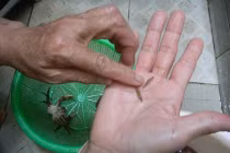 Sợ hãi phát hiện ký sinh trùng ngo nghoe trong cua đồng 