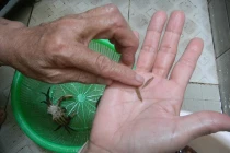 Sợ hãi phát hiện ký sinh trùng ngo nghoe trong cua đồng 