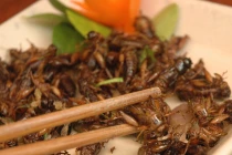 Ăn côn trùng ngon, bổ nhưng coi chừng mất mạng 