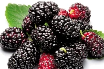 Nước dâu mật ong bồi bổ cho học sinh đi thi