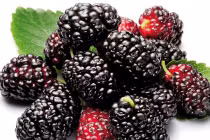 Nước dâu mật ong bồi bổ cho học sinh đi thi