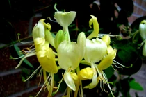 Cây kim ngân có thể trồng trong nước