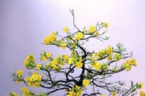 Mách nhỏ chăm sóc mai, đào tết đẹp như ý