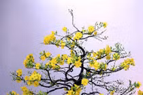 Mách nhỏ chăm sóc mai, đào tết đẹp như ý