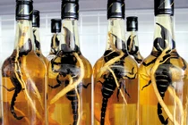 Rượu thuốc trị đau nhức xương