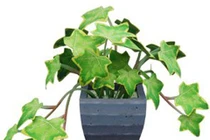 Cây thường xuân có ý nghĩa gì về phong thủy?