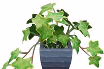 Cây thường xuân có ý nghĩa gì về phong thủy?