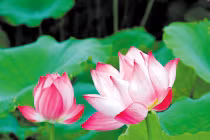 Uống nước lá sen chữa gan nhiễm mỡ