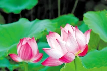 Uống nước lá sen chữa gan nhiễm mỡ