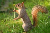 Gặp gỡ chuyên gia chôm chỉa trong giới động vật